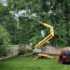 How Our Tree Care Process Works  in  Colleyville, TX