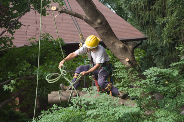 Best Arborist Consultation Services  in Colleyville, TX