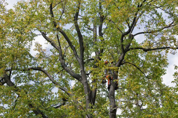 Leaf Removal in Colleyville, TX